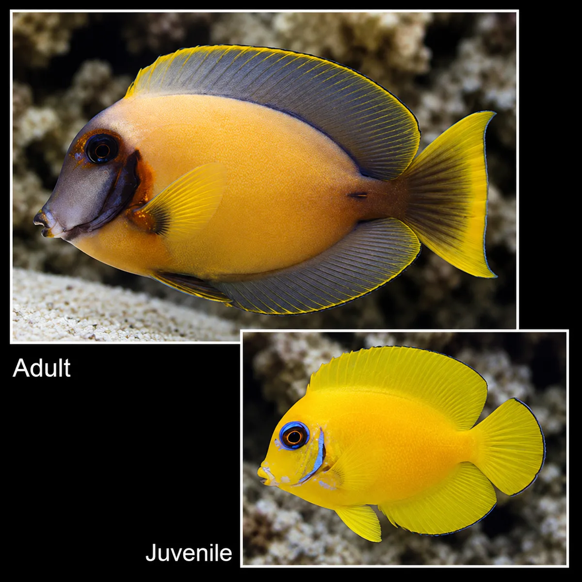 Fijian mimic lemon peel tang