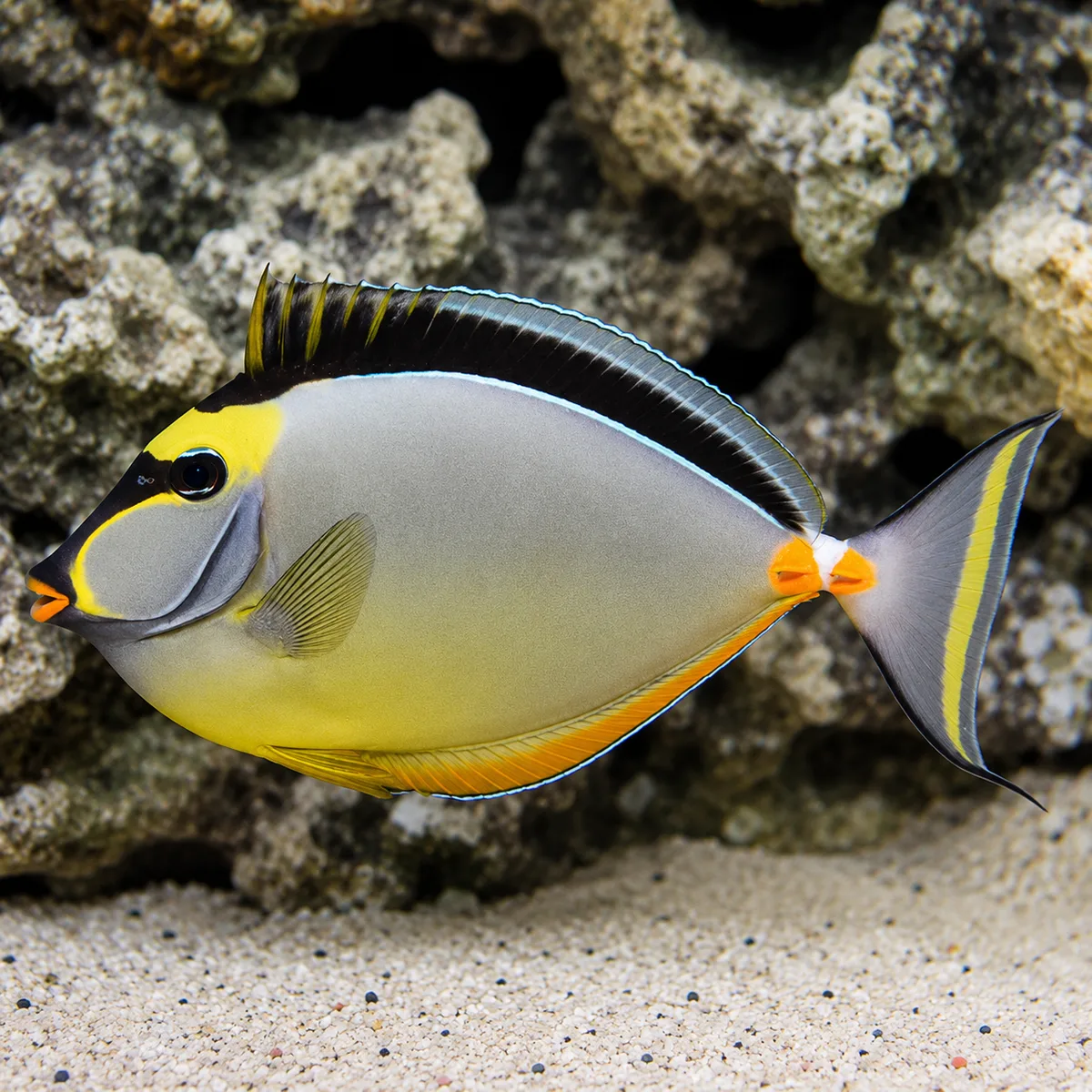 Naso tang
