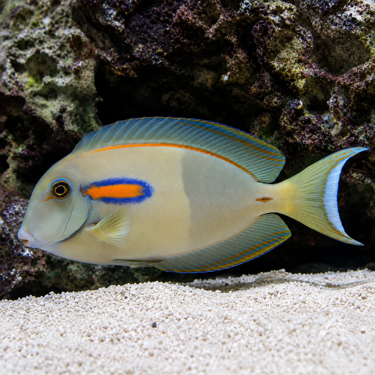 Orangeshoulder tang