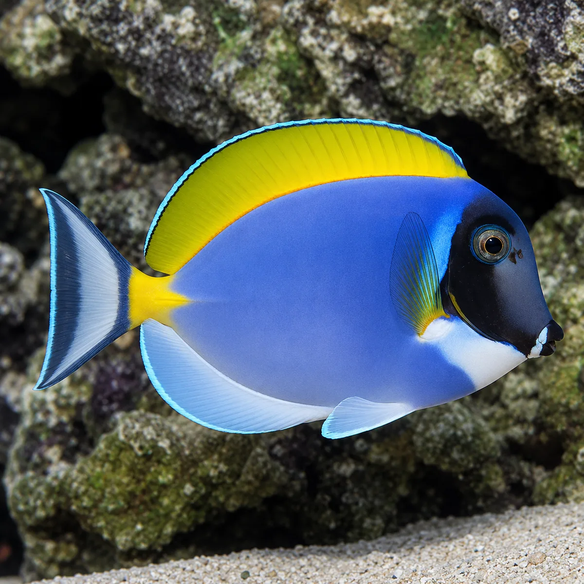 Powder blue tang