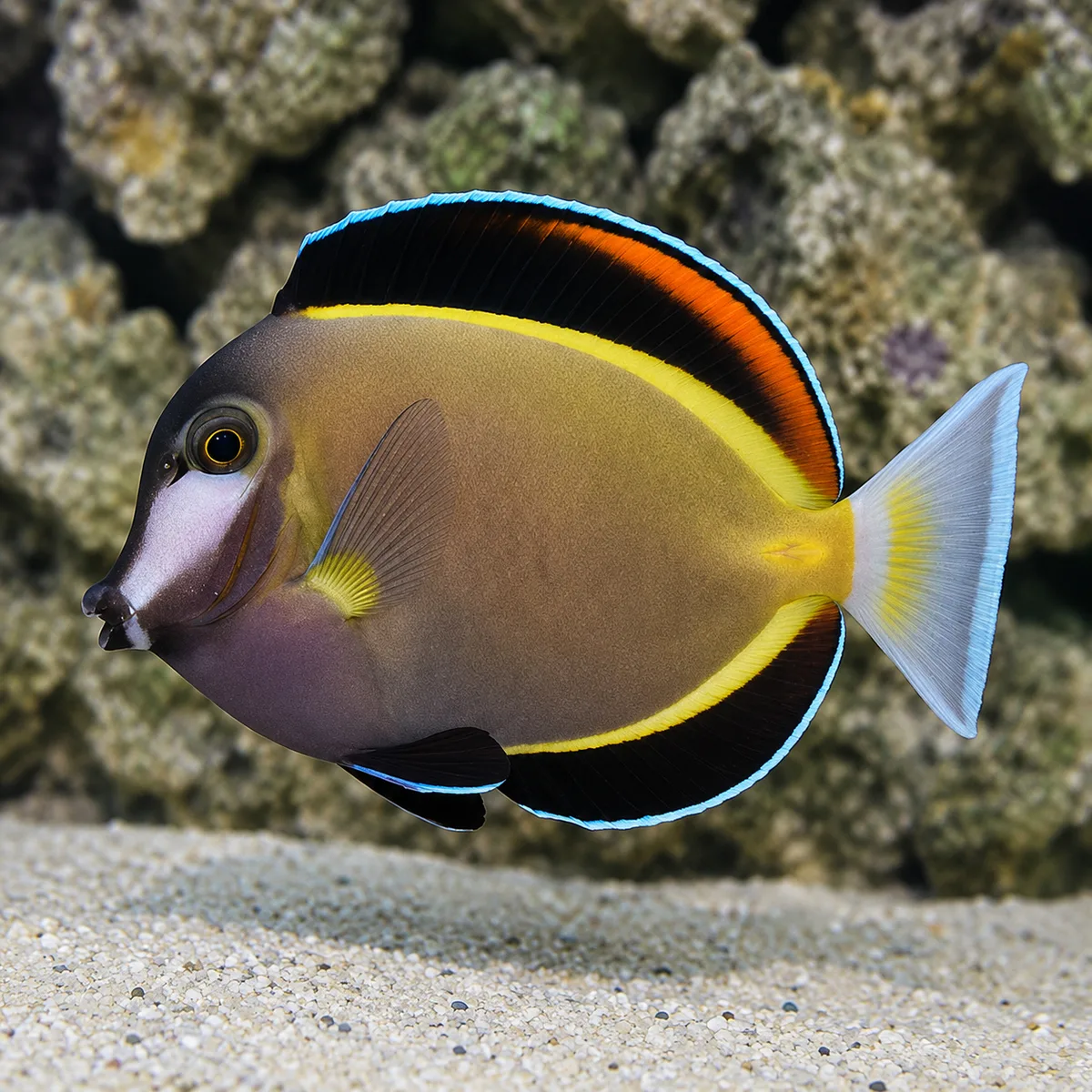 Powder brown tang