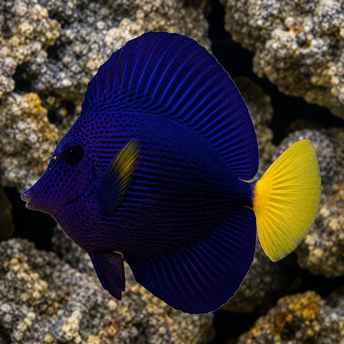 Purple tang