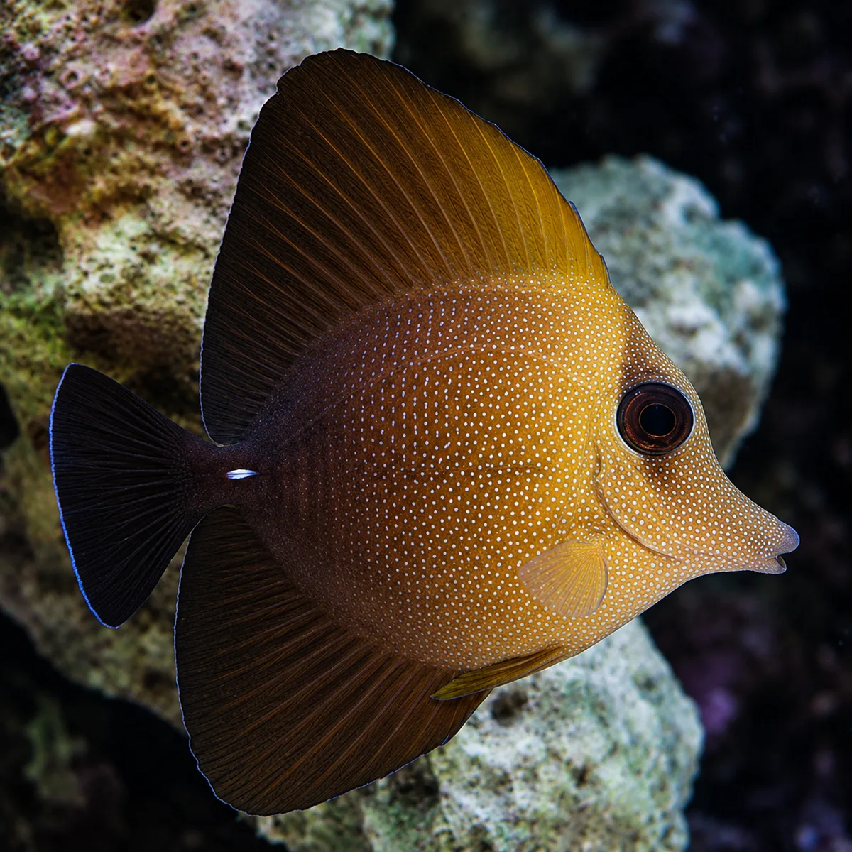 Scopas tang